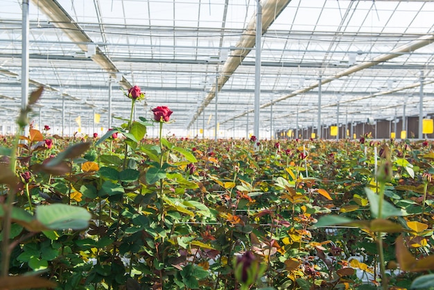 Primo piano di una rosa su uno sfondo floreale sfocato in una serra