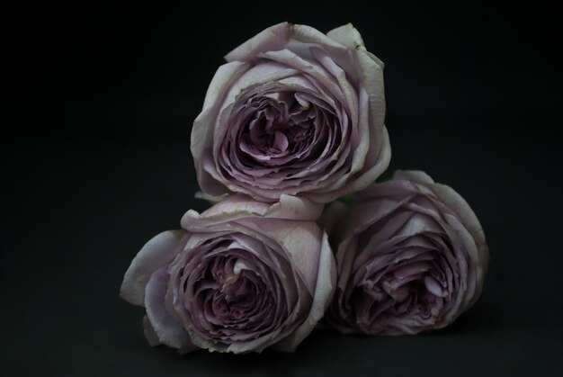 Close-up of rose bouquet against black background