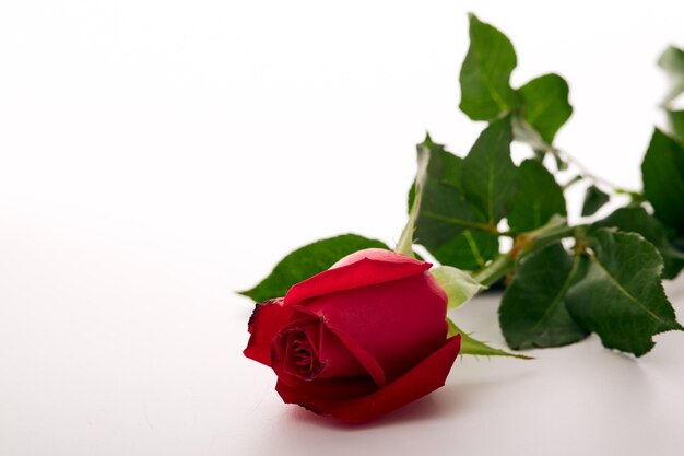 Photo close-up of rose bouquet against white background