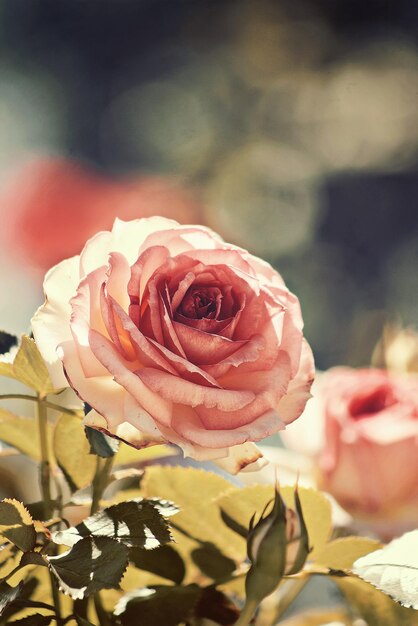 Photo close-up of rose bouquet