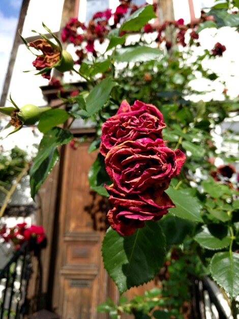 Close-up of rose bouquet