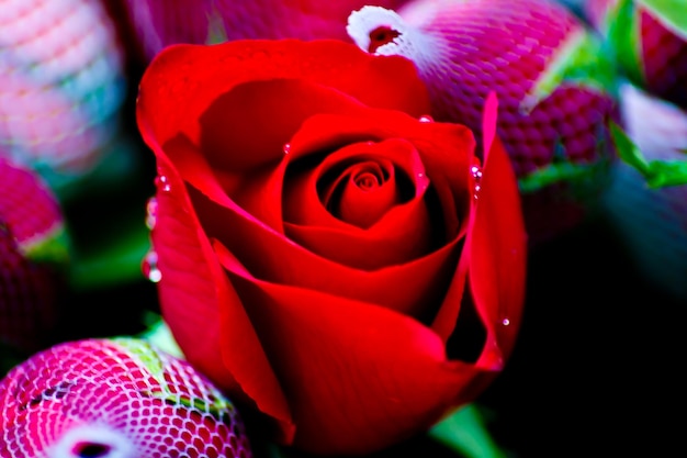 Photo close-up of rose bouquet