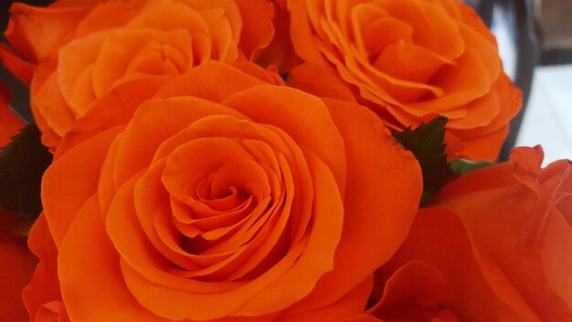 Close-up of rose bouquet