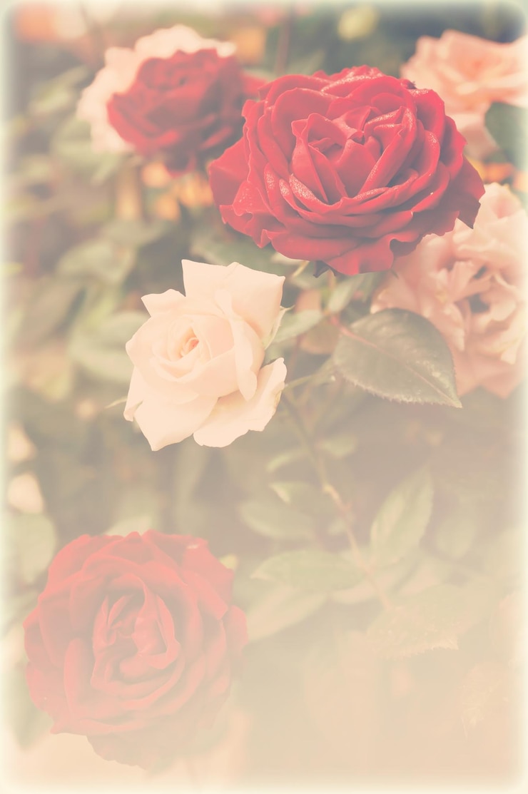 Photo バラの花束のクローズアップ