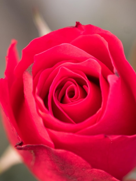 Close-up of rose bouquet