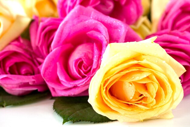 Close-up of rose bouquet