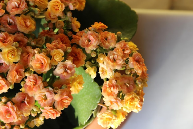 Close-up of rose bouquet