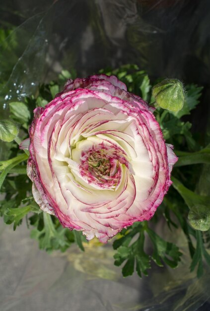 Foto close-up di un bouquet di rose