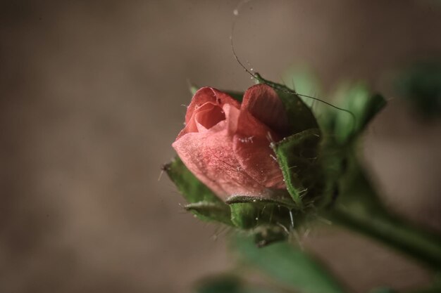 Photo close-up of rose bud growing outdoors