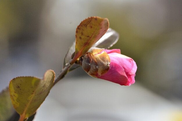 Photo close-up of rose bud