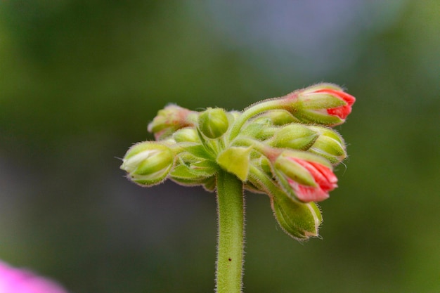 Photo close-up of rose bud