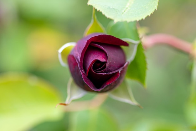 Close-up of rose bud