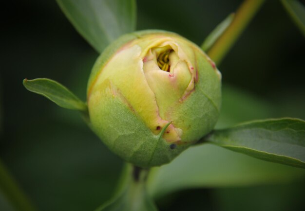 バラの芽のクローズアップ