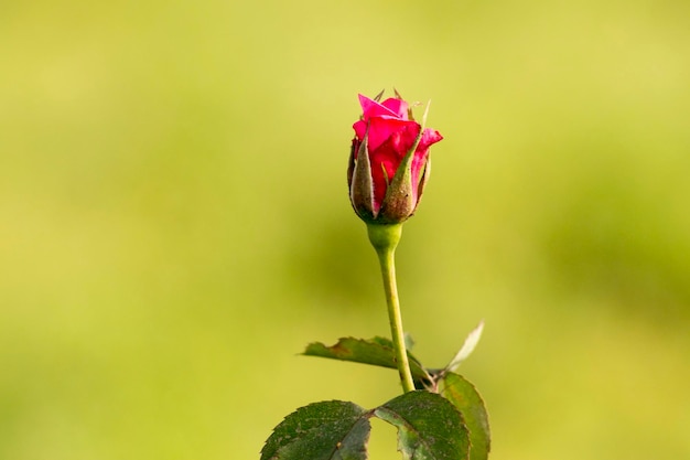 Foto prossimo piano del germoglio di rosa