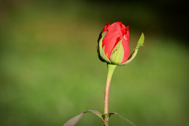 Close-up of rose bud