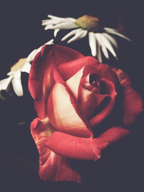 Foto close-up di rose e margherite