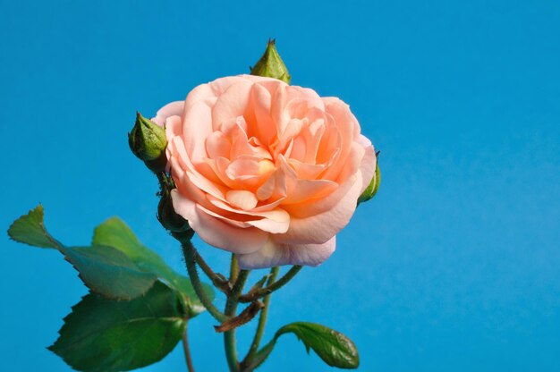 Close-up of rose flower against blue sky