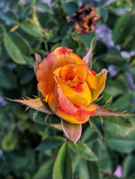 Photo close-up of rose flower