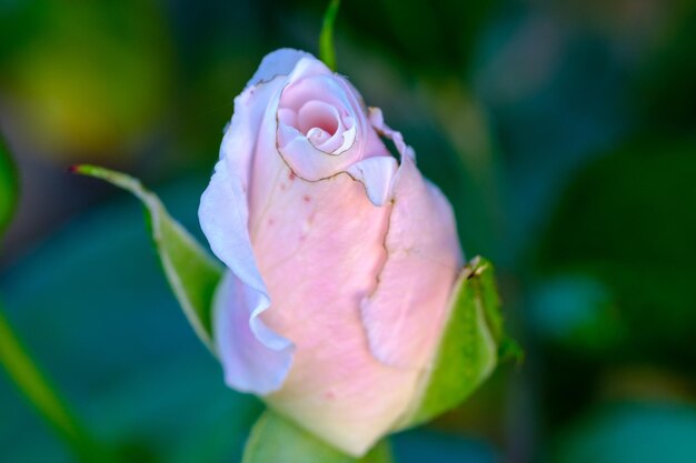 Close-up of rose flower