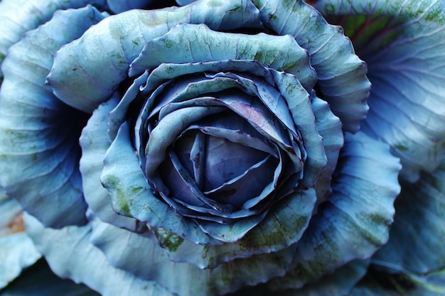 Foto prossimo piano del fiore di rosa