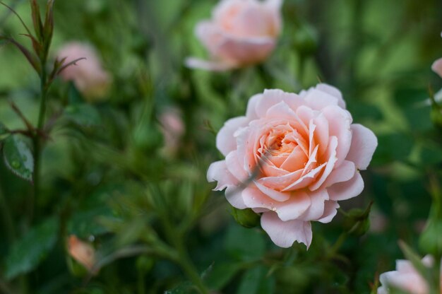 Photo close-up of rose flower