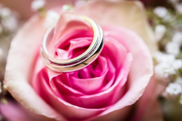 Close-up of rose flower