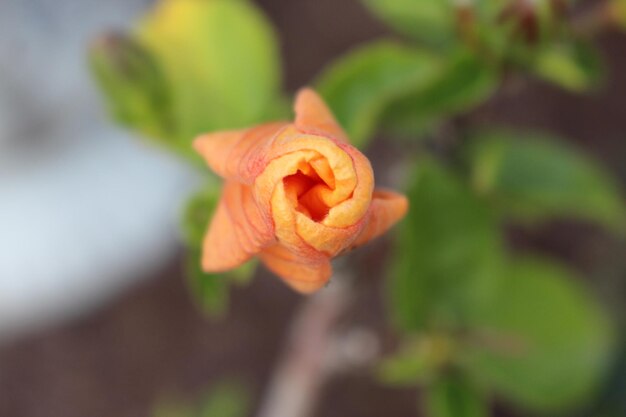 Close-up of rose flower