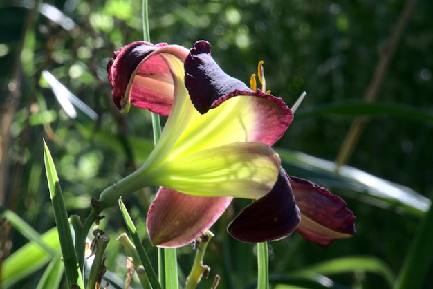 Foto prossimo piano del fiore di rosa