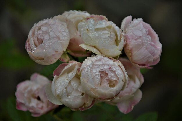 Foto prossimo piano del fiore di rosa