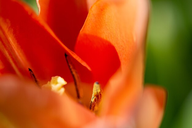 Close-up of rose flower