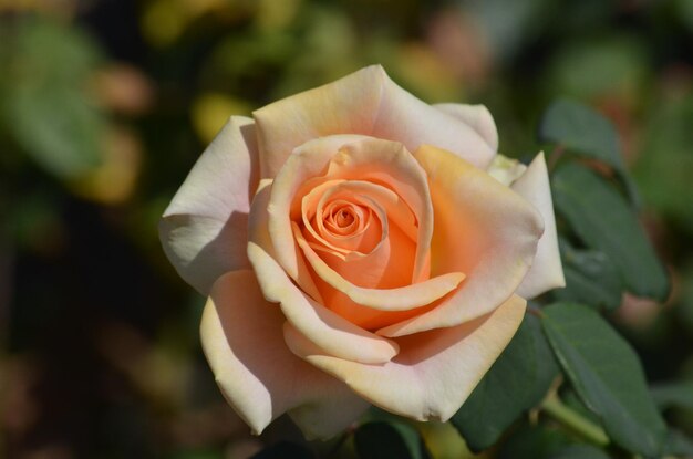 Photo close-up of rose flower