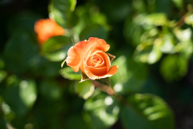 Close-up of rose flower