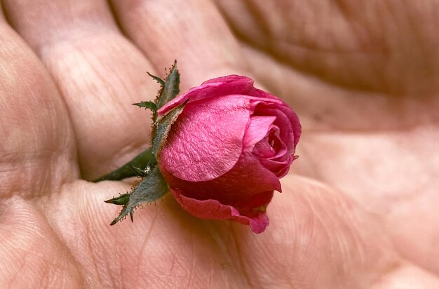 A close up of a rose in a hand