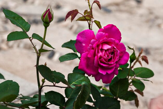Foto close-up di una rosa e delle foglie