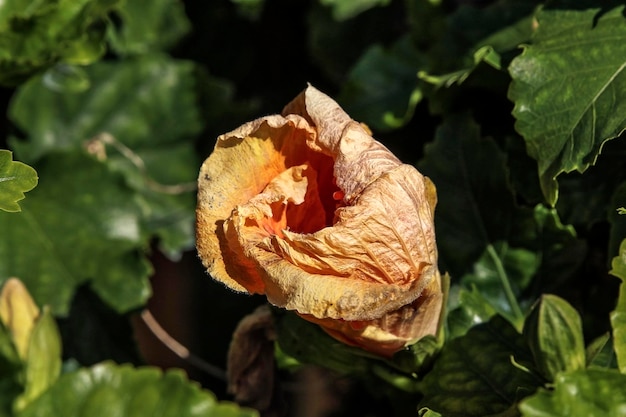 Photo close-up of rose on leaves