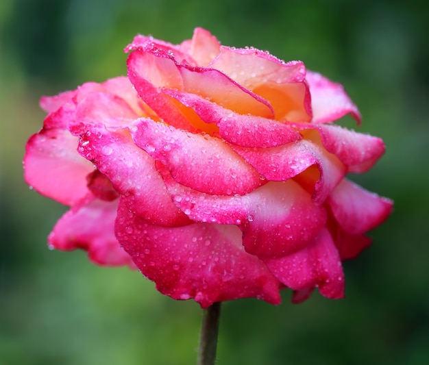 Close up of a rose in nature