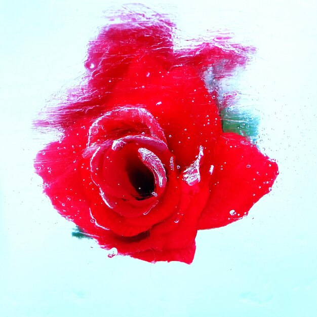 Foto prossimo piano di una pittura di rose