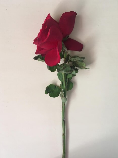 Photo close-up of rose plant against white background