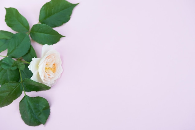 Close-up of rose plant against white background