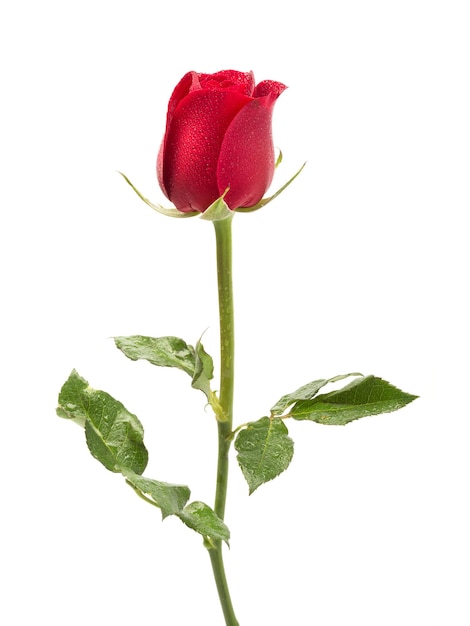 Photo close-up of rose plant against white background