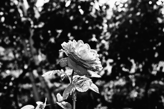 Photo close-up of rose plant in park