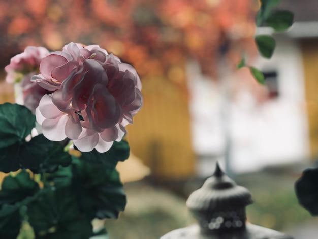 Photo close-up of rose plant