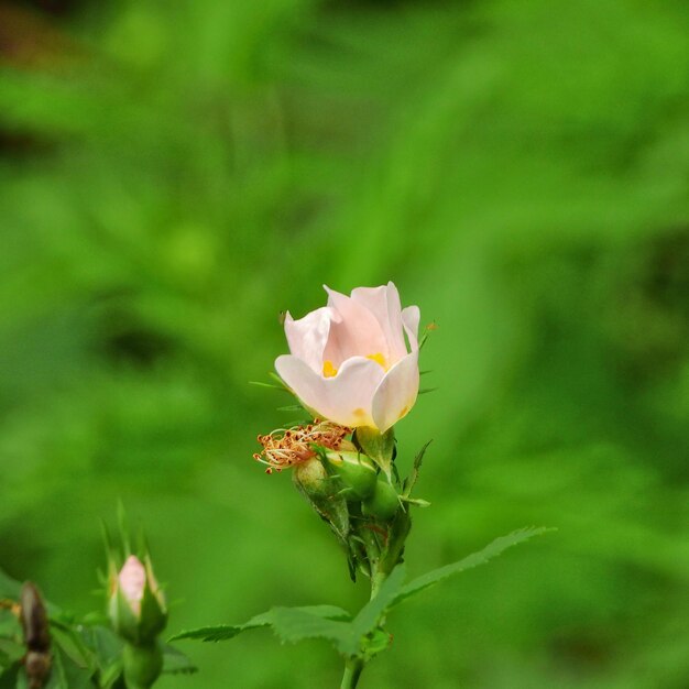 Photo close-up of rose plant