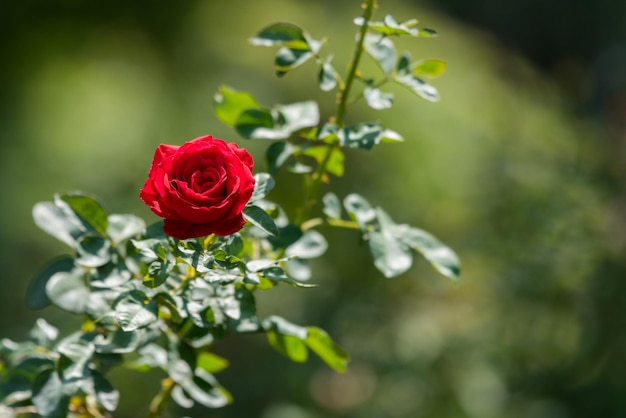 Foto prossimo piano della pianta di rosa