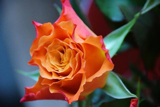 Close-up of rose plant