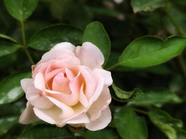 Photo close-up of rose plant