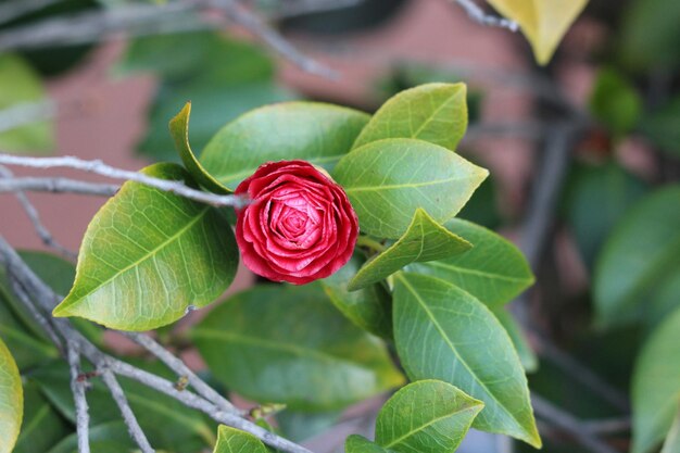 Foto prossimo piano della pianta di rosa