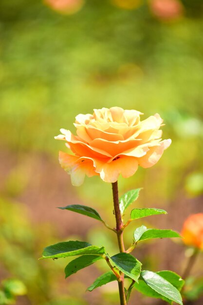 Foto prossimo piano della pianta di rosa