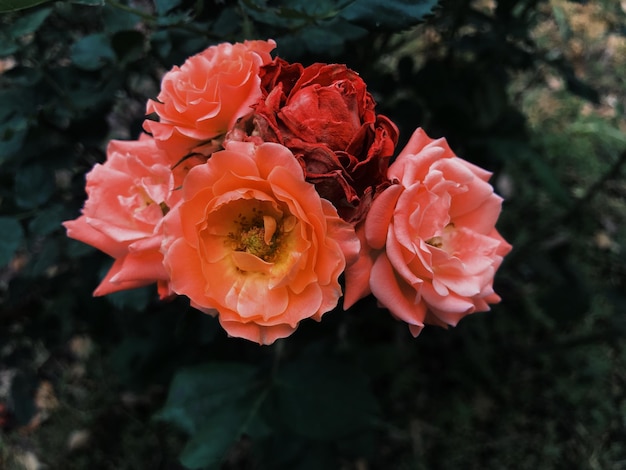 Photo close-up of rose plant