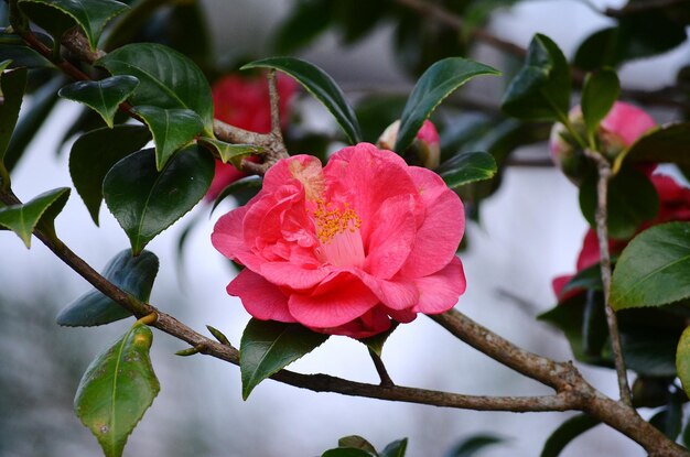 Foto prossimo piano della pianta di rosa